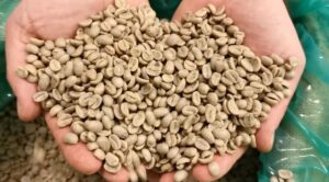 Koffiebonen-ongebrand