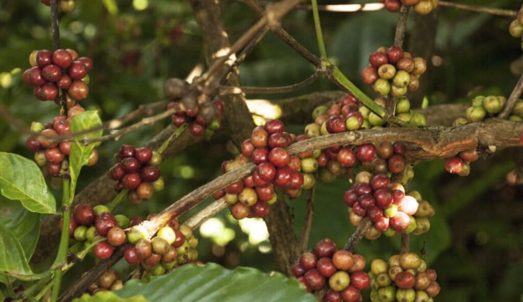 Koffieplant-koffiebes