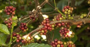 koffiebonen plant omslagafbeelding