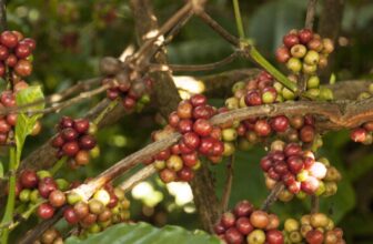 koffiebonen plant omslagafbeelding