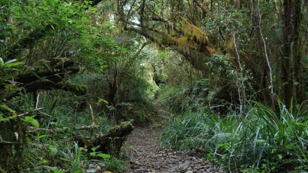 Blue Mountains in Jamaica