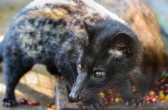 Luwak omslagafbeelding
